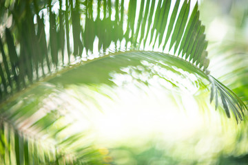 Blurred green tropical palm background with bokeh. Summer background.