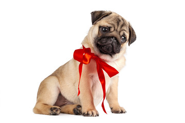 Obraz premium Pug dog isolated on a white background