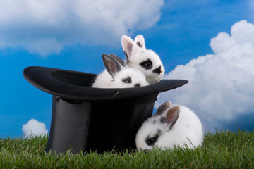 Kaninchen im hohen Herrenhut, Symbolbild für Zauberkünstler