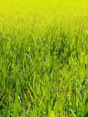 A young green grass on a in the park