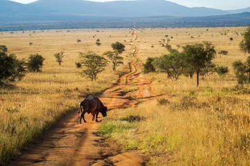 Büffel auf trockener Straße in der Weite des Lumo National Parks, Kenia Afrika