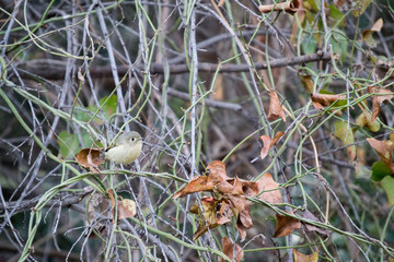 Yellow Bird