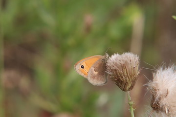 Tiny butterfly in nature