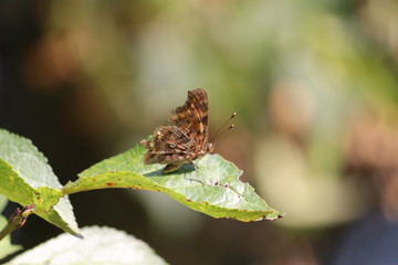Tiny butterfly in nature