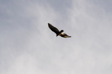 Obraz premium Flying Vulture