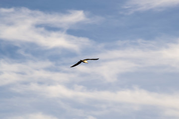Obraz premium Gull in Flight