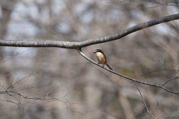 Shrike's beak is sharp as a hawk.