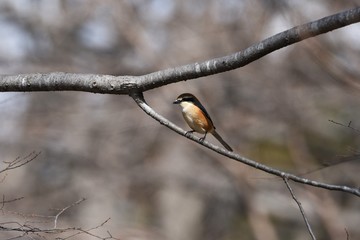 Shrike's beak is sharp as a hawk.