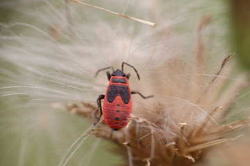 Tiny butterfly in nature