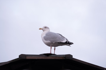 Fototapeta premium Sea gull posing standing on the roof