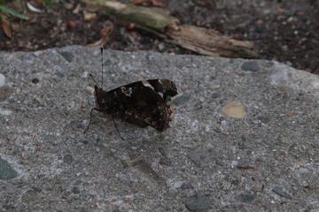 Butterfly in nature, photo Czech Republic