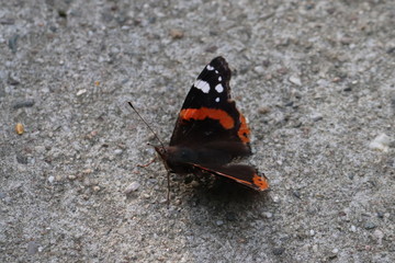 Butterfly in nature, photo Czech Republic