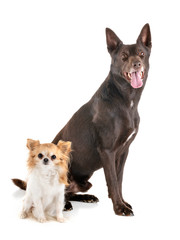 Australian Kelpie and chihuahua