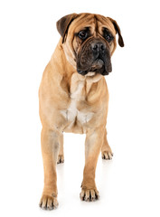 Obraz premium bullmastiff in studio