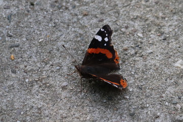 Fototapeta na wymiar Butterfly in nature, photo Czech Republic