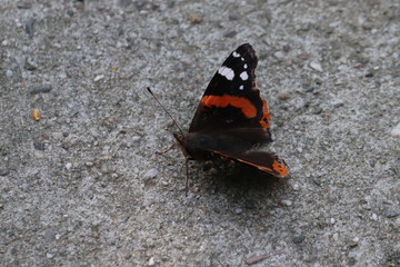 Butterfly in nature, photo Czech Republic
