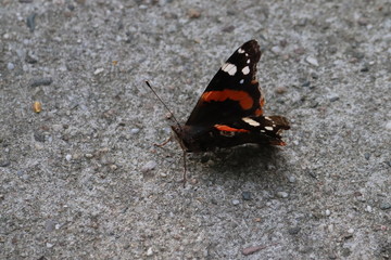 Butterfly in nature, photo Czech Republic