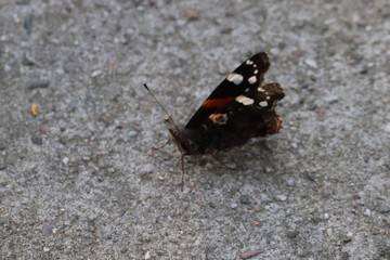 Fototapeta na wymiar Butterfly in nature, photo Czech Republic