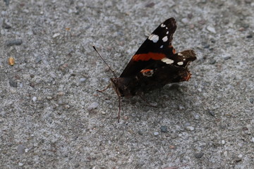 Tiny butterfly in nature
