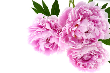 Peony flower. Double pink peony bouquet close-up with green leaves isolated on white background