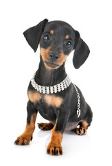 puppy miniature dachshund
