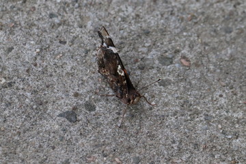 Tiny butterfly in nature