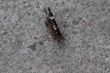 Tiny butterfly in nature