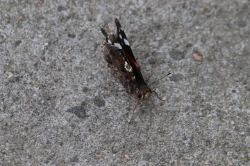 Tiny butterfly in nature