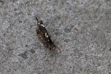 Tiny butterfly in nature