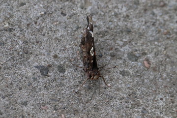 Tiny butterfly in nature