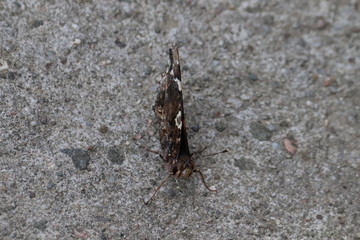 Tiny butterfly in nature