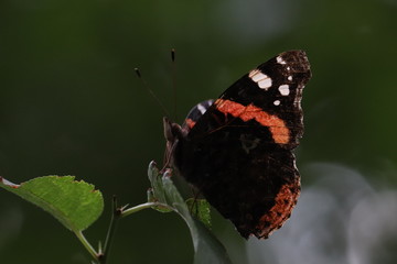 Tiny butterfly in nature