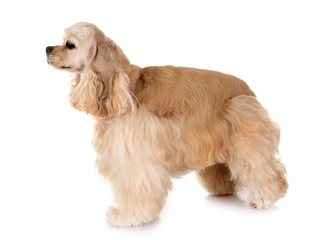 american cocker spaniel