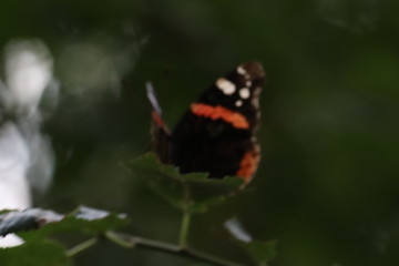 Tiny butterfly in nature