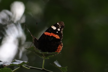 Tiny butterfly in nature