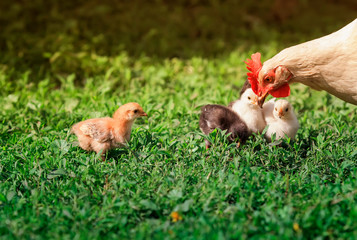 hen and small fluffy colorful chickens walk on the lush green grass in the yard of the farm on a Sunny spring day