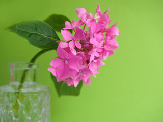 Hydrangea pink colored flowerhead