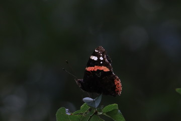 Tiny butterfly in nature