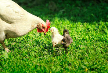 hen and little chickens, yellow, black and red walk on the lush green grass in the farm yard on a Sunny spring day