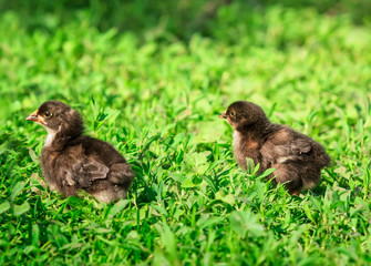 portrait of two Easter little fluffy black chicken walking on the lush green grass in the village yard on a spring Sunny day