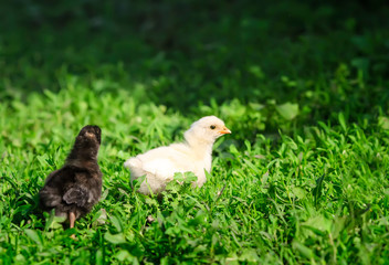 portrait of two Easter little fluffy yellow and black chicken walking on the lush green grass in the village yard on a spring Sunny day
