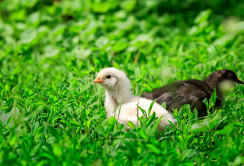two little yellow and black chickens are walking on the lush green grass in the farm yard on a...