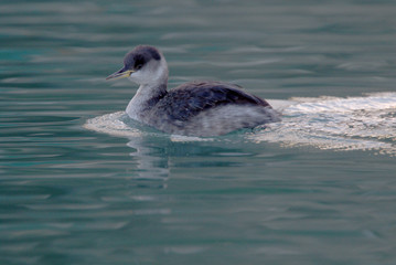 Red-necked Grebe, Newlyn, Cornwall, England, UK.