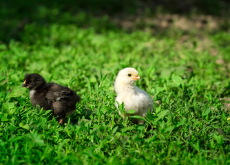 two little yellow and black chickens are walking on the lush green grass in the farm yard on a Sunny spring day