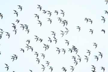 A flock of Dunlin (Calidris alpina) in flight over the Hayle Estuary, Cornwall, England, UK.