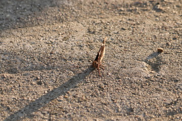 Tiny butterfly in nature