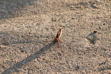 Tiny butterfly in nature