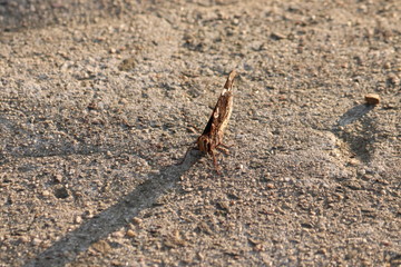 Tiny butterfly in nature