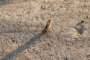 Tiny butterfly in nature