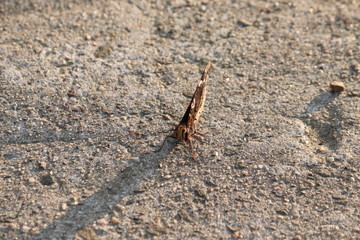 Tiny butterfly in nature